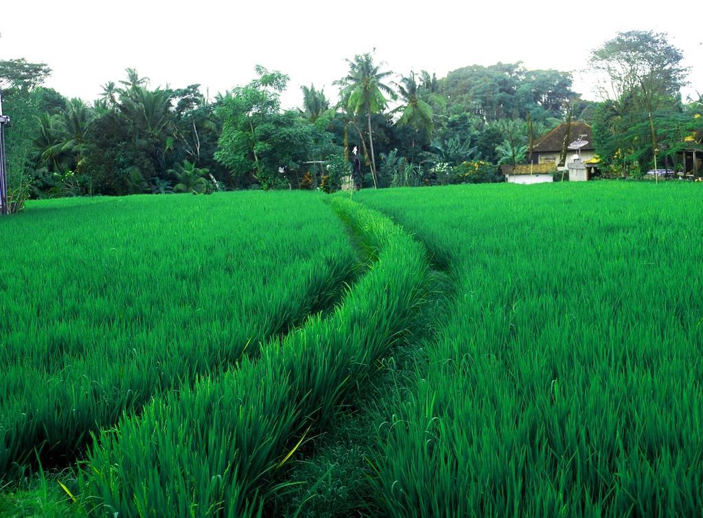 Adi Santia Bungalows Ubud  Exterior photo
